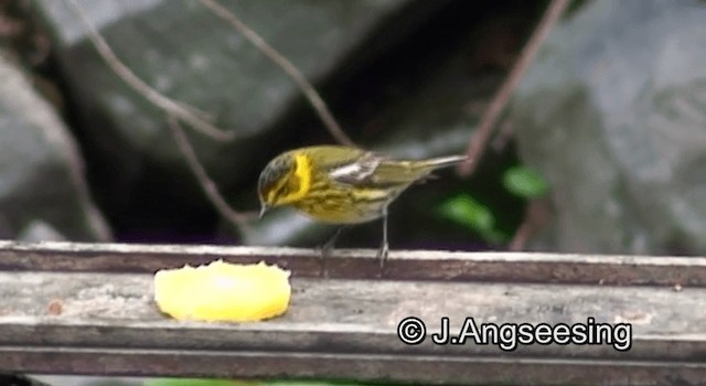 Cape May Warbler - ML200862011