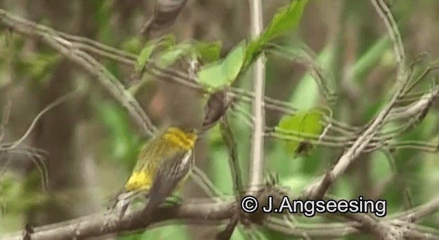 Cape May Warbler - ML200862021