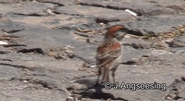 Cape Verde Sparrow - ML200862081