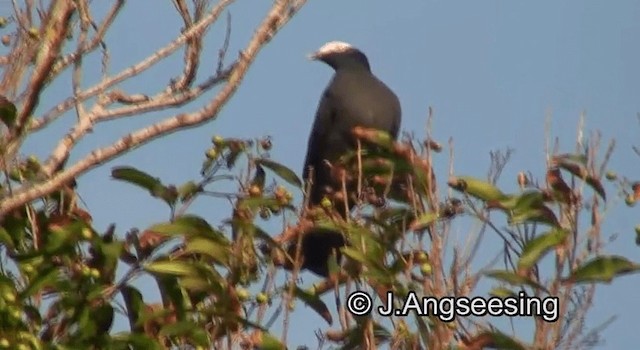 White-crowned Pigeon - ML200862201