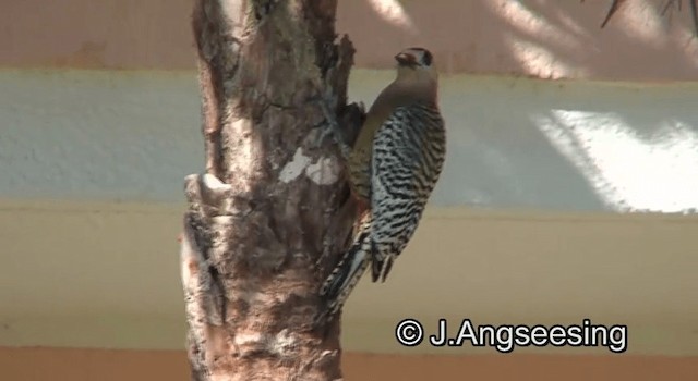West Indian Woodpecker - ML200862311
