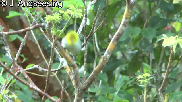 Yellow-headed Warbler - ML200862361
