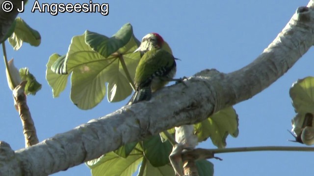 Cuban Green Woodpecker - ML200862381