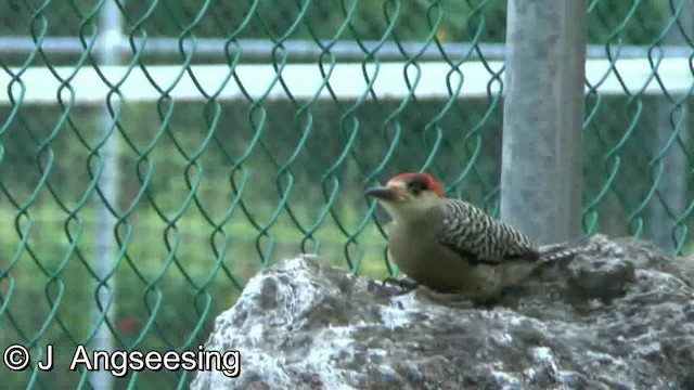 West Indian Woodpecker - ML200862391