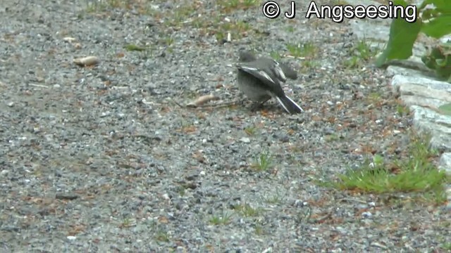 White Wagtail (White-faced) - ML200862481