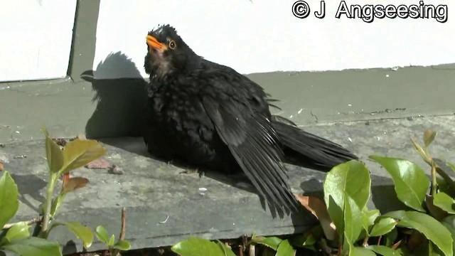 Eurasian Blackbird - ML200862501