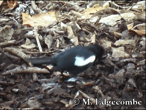 Seychelles Magpie-Robin - ML200862791