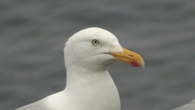 Herring Gull (European) - ML200864061