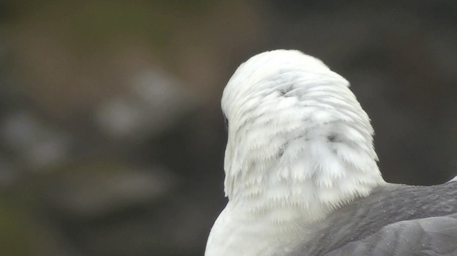 Eissturmvogel (glacialis/auduboni) - ML200864101