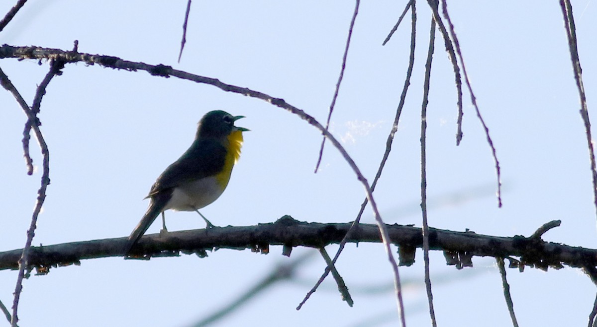 Yellow-breasted Chat - Jay McGowan