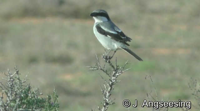 Great Gray Shrike (Sahara) - ML200865191