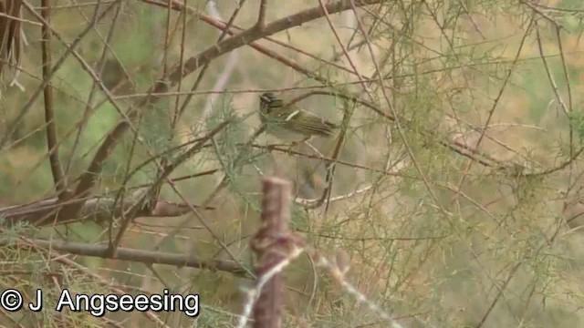 Yellow-browed Warbler - ML200865221