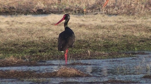 Black Stork - ML200865981
