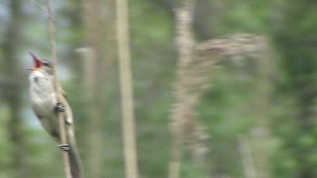 Great Reed Warbler - ML200866221