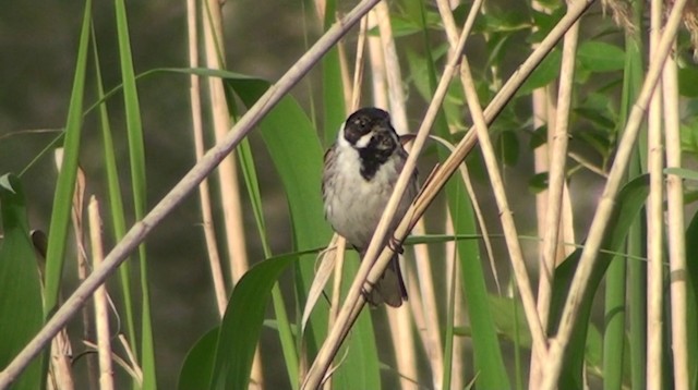 Reed Bunting - ML200866261