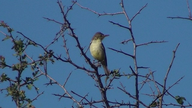 Melodious Warbler - ML200866861