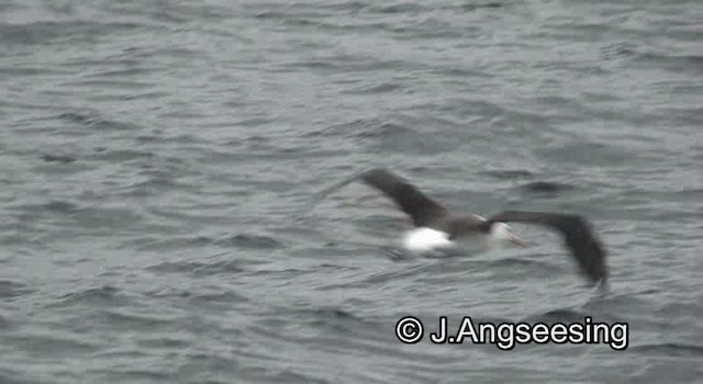 Black-browed Albatross (Black-browed) - ML200866951