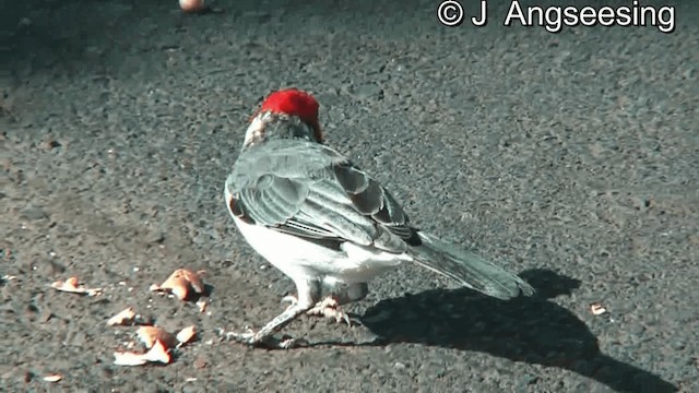 Red-crested Cardinal - ML200867621