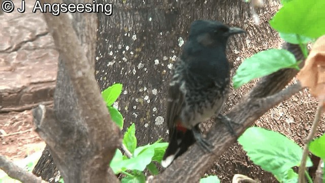 Red-vented Bulbul - ML200867671