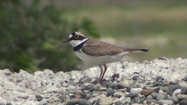 Little Ringed Plover (curonicus) - ML200869261