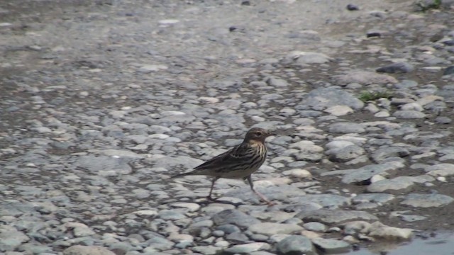 Red-throated Pipit - ML200869311