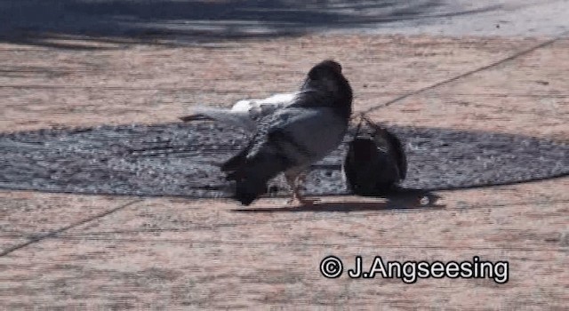 Rock Pigeon (Feral Pigeon) - ML200869561
