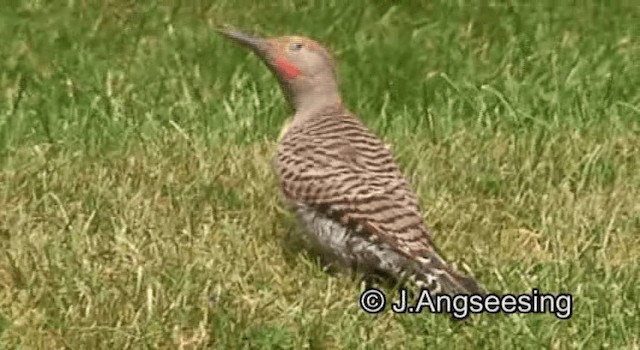 Northern Flicker (Red-shafted) - ML200869771