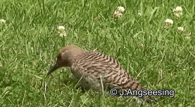 Northern Flicker (Red-shafted) - ML200869891