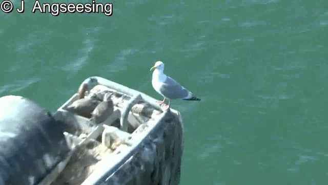 Herring Gull (American) - ML200870091