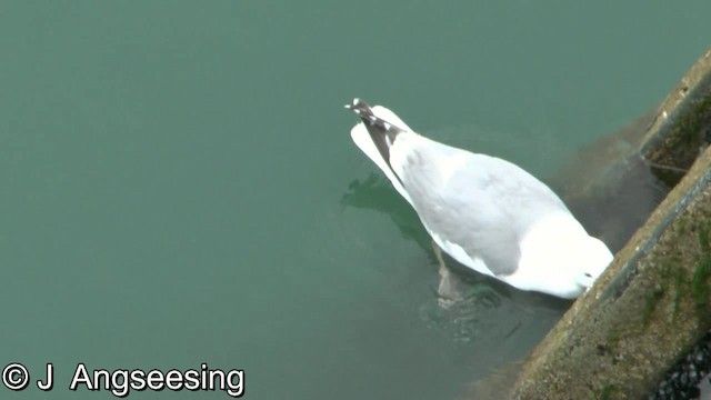 Herring Gull (American) - ML200870181
