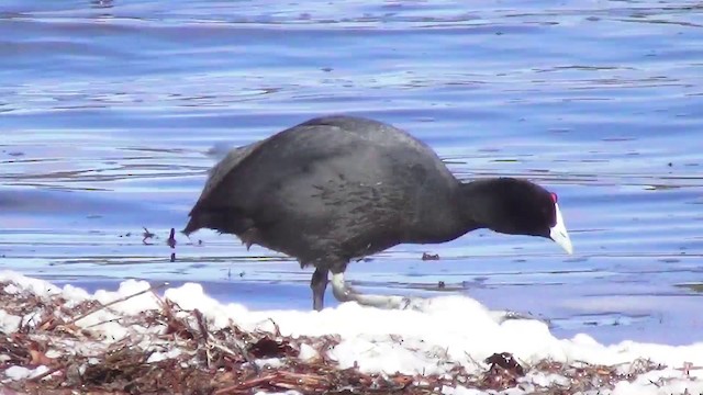 Red-knobbed Coot - ML200871381