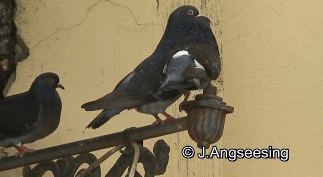 Rock Pigeon (Feral Pigeon) - ML200871721