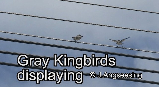 Gray Kingbird - ML200871891