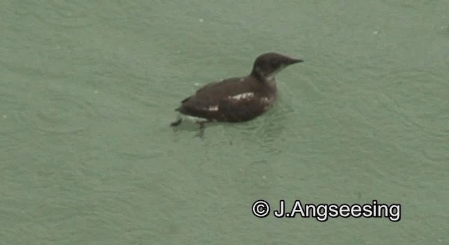 Guillemot marbré - ML200871921