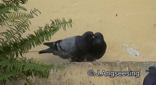 Rock Pigeon (Feral Pigeon) - ML200871941
