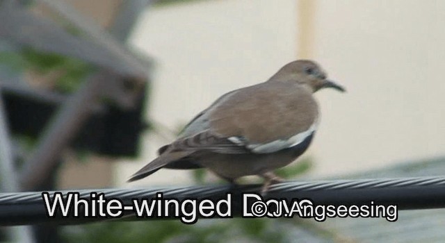 White-winged Dove - ML200871961