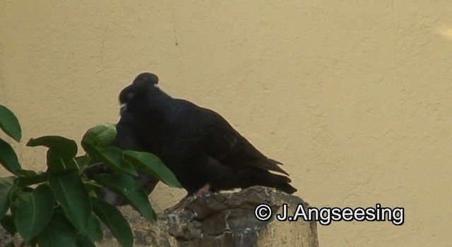 Rock Pigeon (Feral Pigeon) - ML200872011