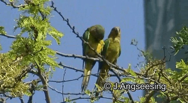 Brown-throated Parakeet (Brown-throated) - ML200872061
