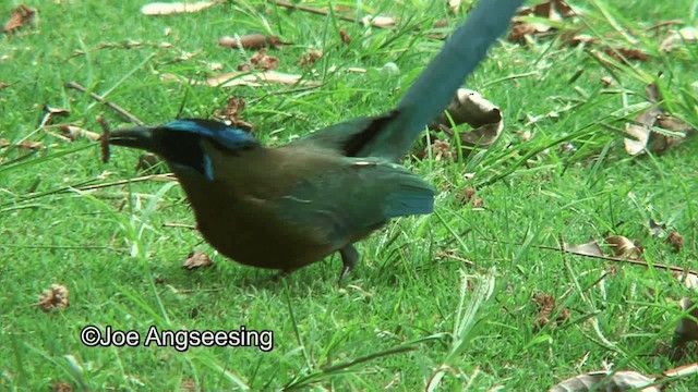 Lesson's Motmot - ML200872381