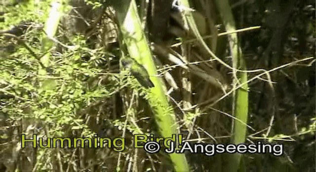 Antillean Crested Hummingbird - ML200874431