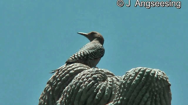 Gila Woodpecker - ML200874551