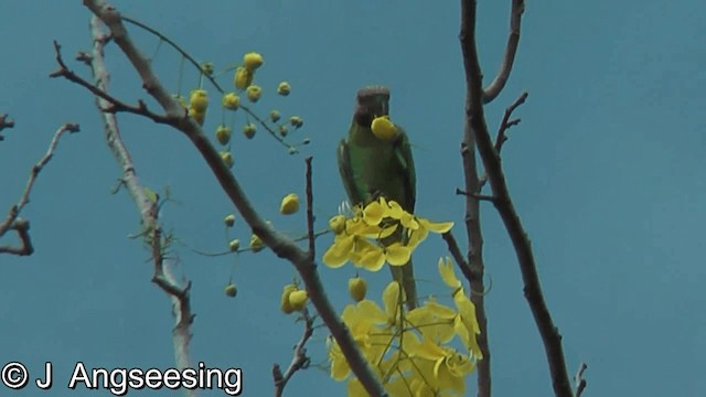 Gül Göğüslü Yeşil Papağan - ML200874701