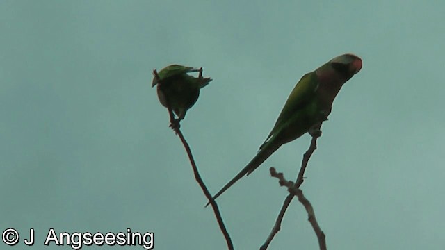 Gül Göğüslü Yeşil Papağan - ML200874711