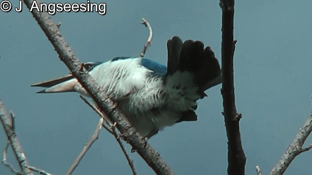 Collared Kingfisher (Oriental) - ML200874741