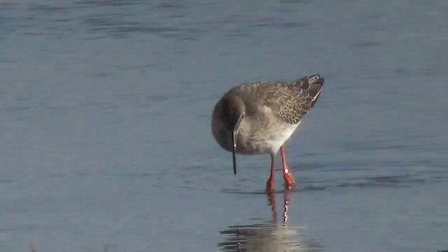 Spotted Redshank - ML200875601