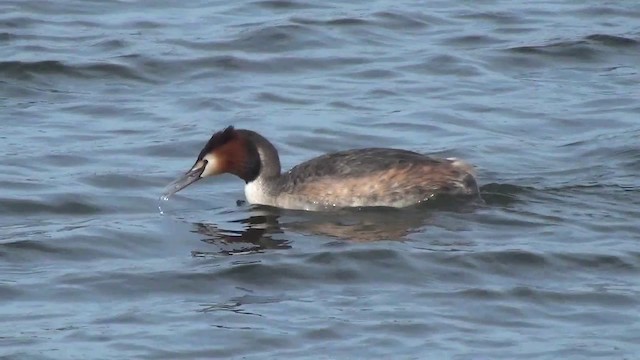 Great Crested Grebe - ML200875821