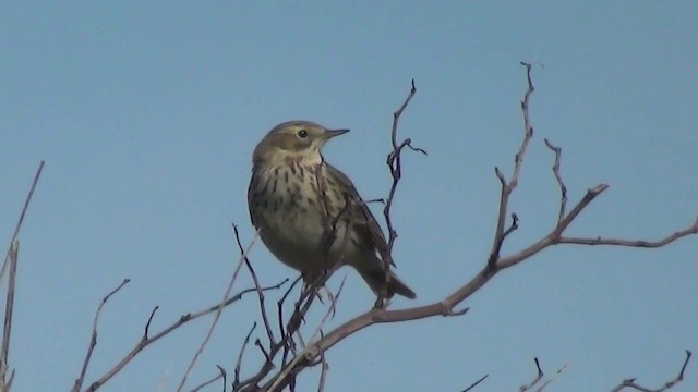 Meadow Pipit - ML200875971