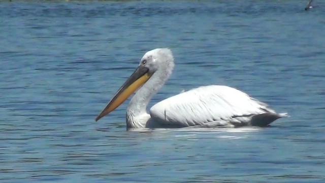 pelikán kadeřavý - ML200876111