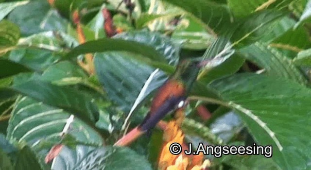 Copper-rumped Hummingbird - ML200876571