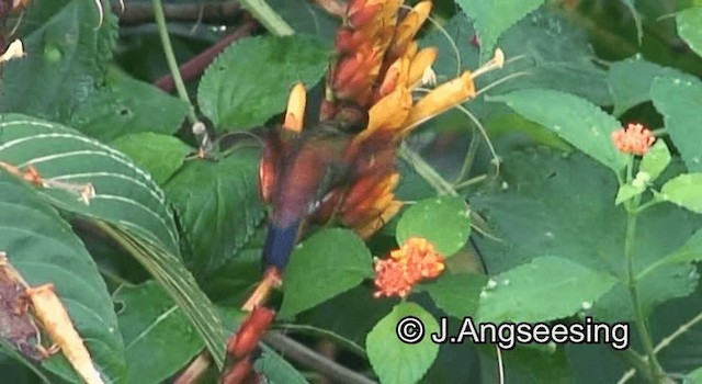 kolibřík měděnořitý - ML200876581